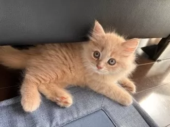 クッキー 様のお迎えした子猫