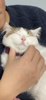 かすみ 様のお迎えした子猫