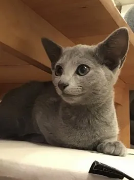 ぶる 様のお迎えした子猫