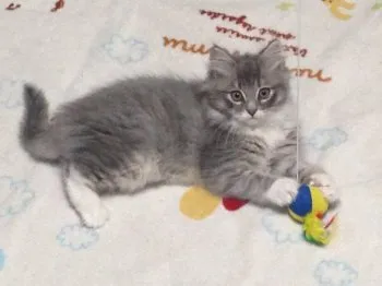 nobu 様のお迎えした子猫