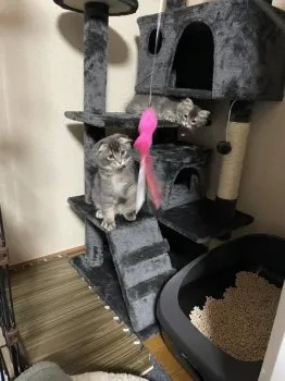 ライライ 様のお迎えした子猫