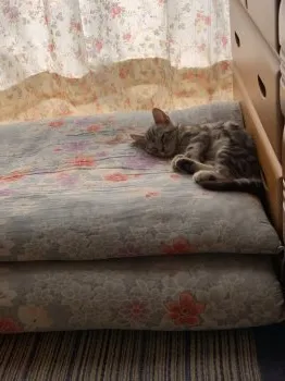 にいにい 様のお迎えした子猫