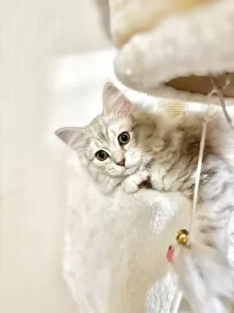 M.A 様のお迎えした子猫