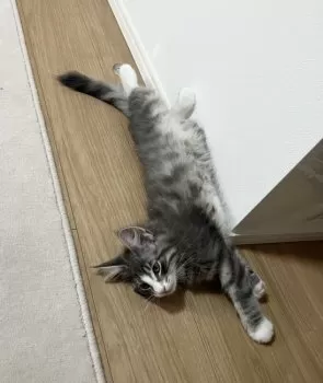 カピバラ 様のお迎えした子猫