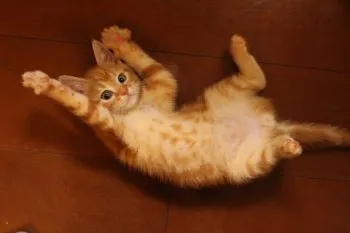 けいまのママ 様のお迎えした子猫