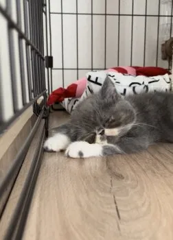 N.S 様のお迎えした子猫