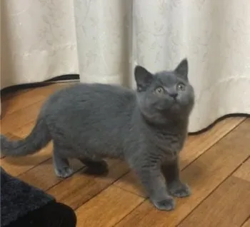 happycat 様のお迎えした子猫