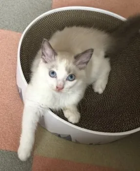 ままぴ 様のお迎えした子猫