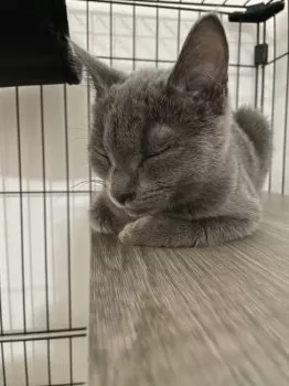 R.I 様のお迎えした子猫