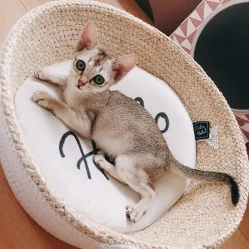 K.T 様のお迎えした子猫