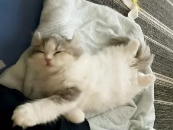 H＆A 様のお迎えした子猫