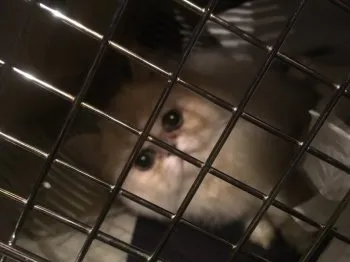 まりも 様のお迎えした子猫