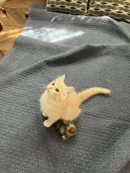 あやこ 様のお迎えした子猫