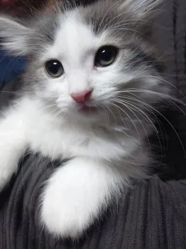 ゆい 様のお迎えした子猫