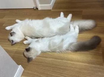 T.Y 様のお迎えした子猫