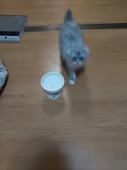 Y 様のお迎えした子猫