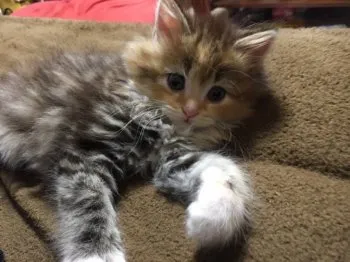 あり 様のお迎えした子猫