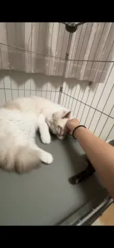 てあき 様のお迎えした子猫