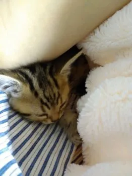 けん子 様のお迎えした子猫