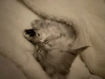 M.S 様のお迎えした子猫