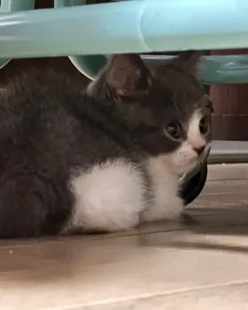 ユウコ 様のお迎えした子猫