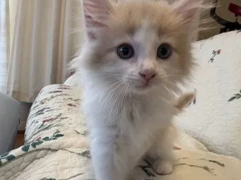 ゆっこ 様のお迎えした子猫