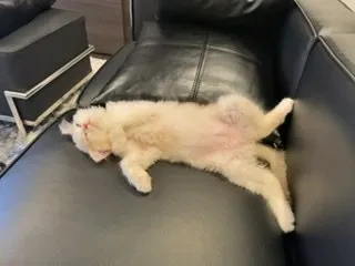 A.M 様のお迎えした子猫