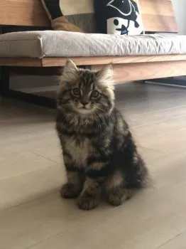 M.A 様のお迎えした子猫