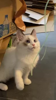 M.K 様のお迎えした子猫