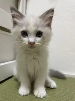 ちー 様のお迎えした子猫