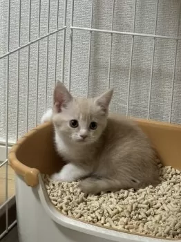 H.S 様のお迎えした子猫