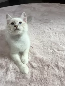 N.K 様のお迎えした子猫