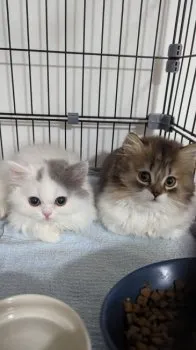 T.M 様のお迎えした子猫