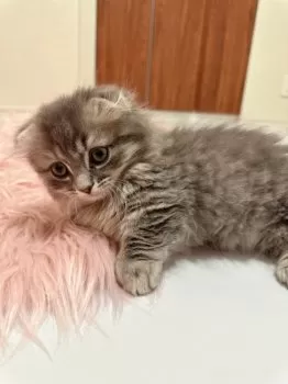 かななん 様のお迎えした子猫