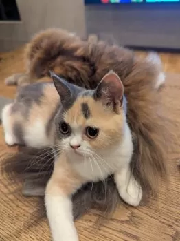 K.G 様のお迎えした子猫