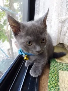 しゅんまり 様のお迎えした子猫