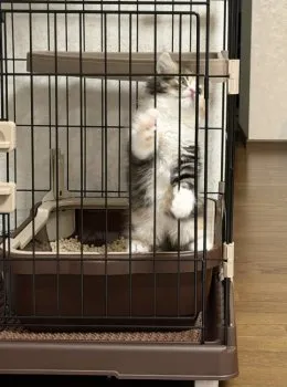 H.O 様のお迎えした子猫