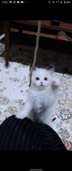 ゆき 様のお迎えした子猫