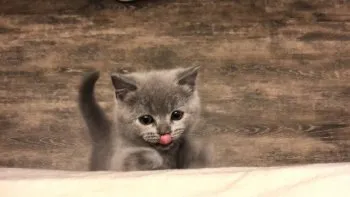 こはく 様のお迎えした子猫