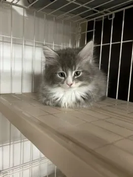M.H 様のお迎えした子猫