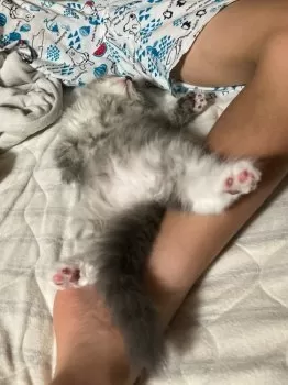 A.K 様のお迎えした子猫