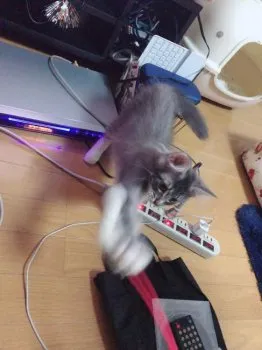 あまね ななファミリー 様のお迎えした子猫