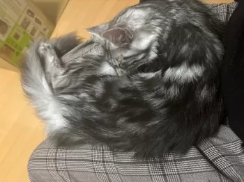 R.K 様のお迎えした子猫