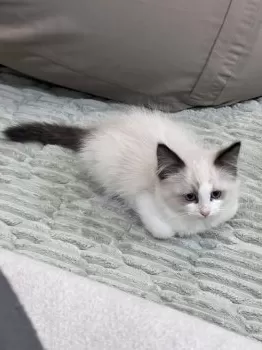 MS 様のお迎えした子猫