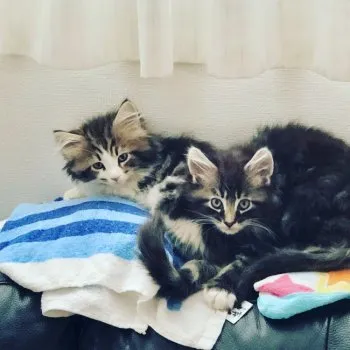 たま 様のお迎えした子猫