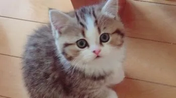 マロン 様のお迎えした子猫