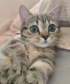 natsu 様のお迎えした子猫