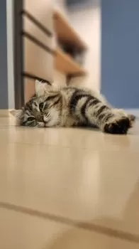 N.H 様のお迎えした子猫