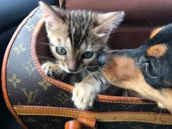 Ｅ 様のお迎えした子猫