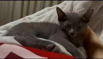 ミサキ 様のお迎えした子猫